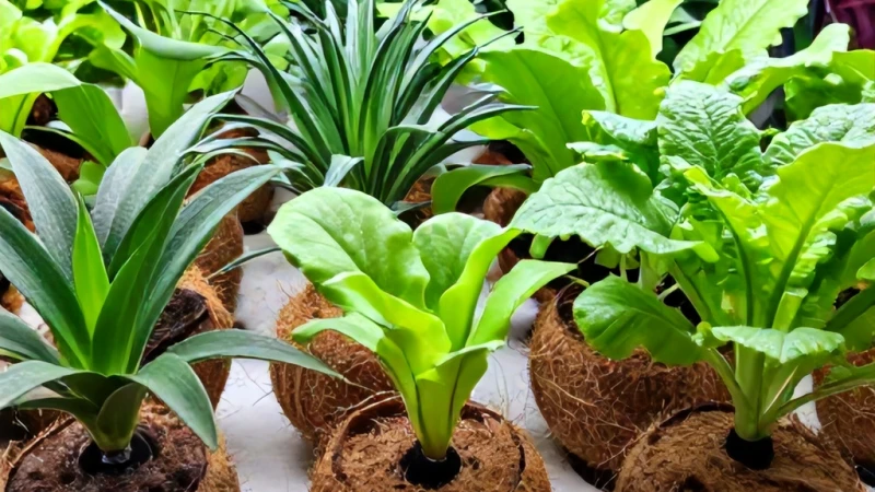 Cocopeat Hindistan Cevizi Torfu Odası Nasıl Kurulur?