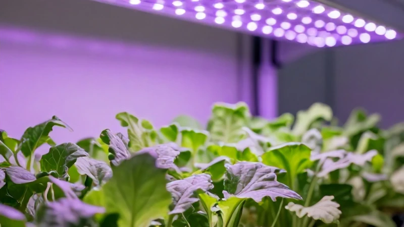 İç Mekan Grow LED Bitki Işıkları Nasıl Kurulur?